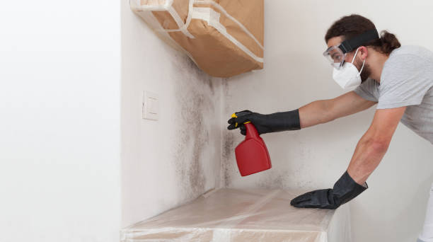 Professional Basement Mold Removal technician working in Elmhurst, IL