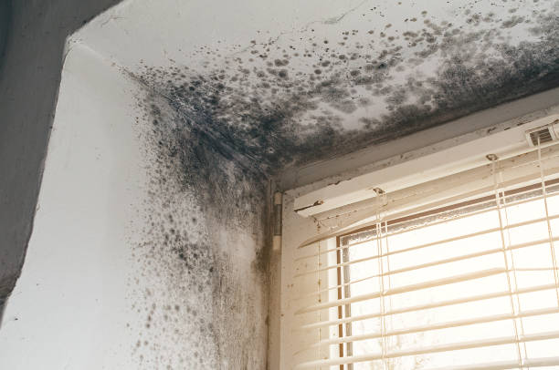 Affordable Basement Mold Removal solutions in Elmhurst, IL